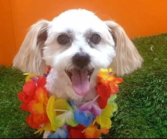 A Small White Dog Is Wearing A Colorful Lei Around Its Neck — Pupstars Daycare and Grooming In Cairns City, QLD
