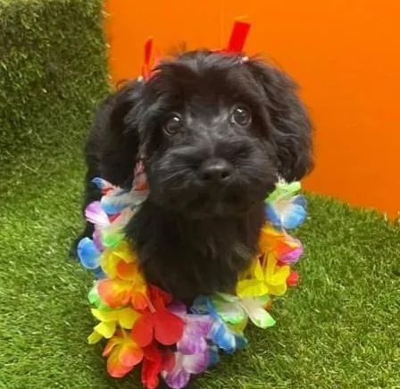 A Black Puppy Is Wearing A Colorful Lei Around Its Neck — Pupstars Daycare and Grooming In Cairns City, QLD