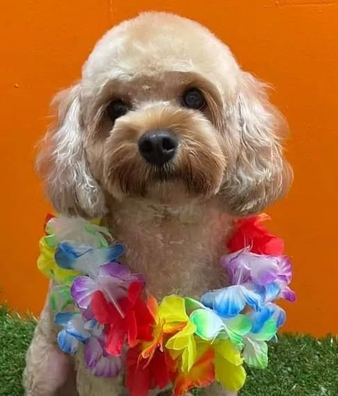 A Small Dog Is Wearing A Colorful Lei Around Its Neck — Pupstars Daycare and Grooming In Cairns City, QLD
