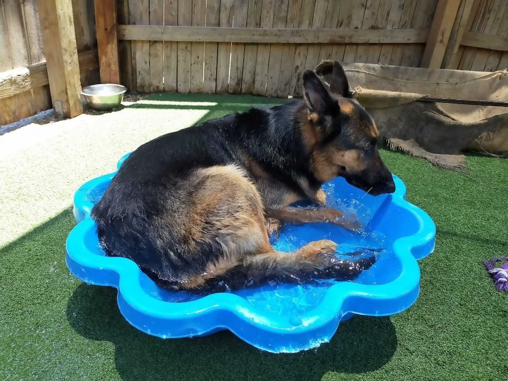 A German Shepherd Is Laying In A Blue Flower Shaped Pool Of Water — Pupstars Daycare and Grooming In Cairns City, QLD