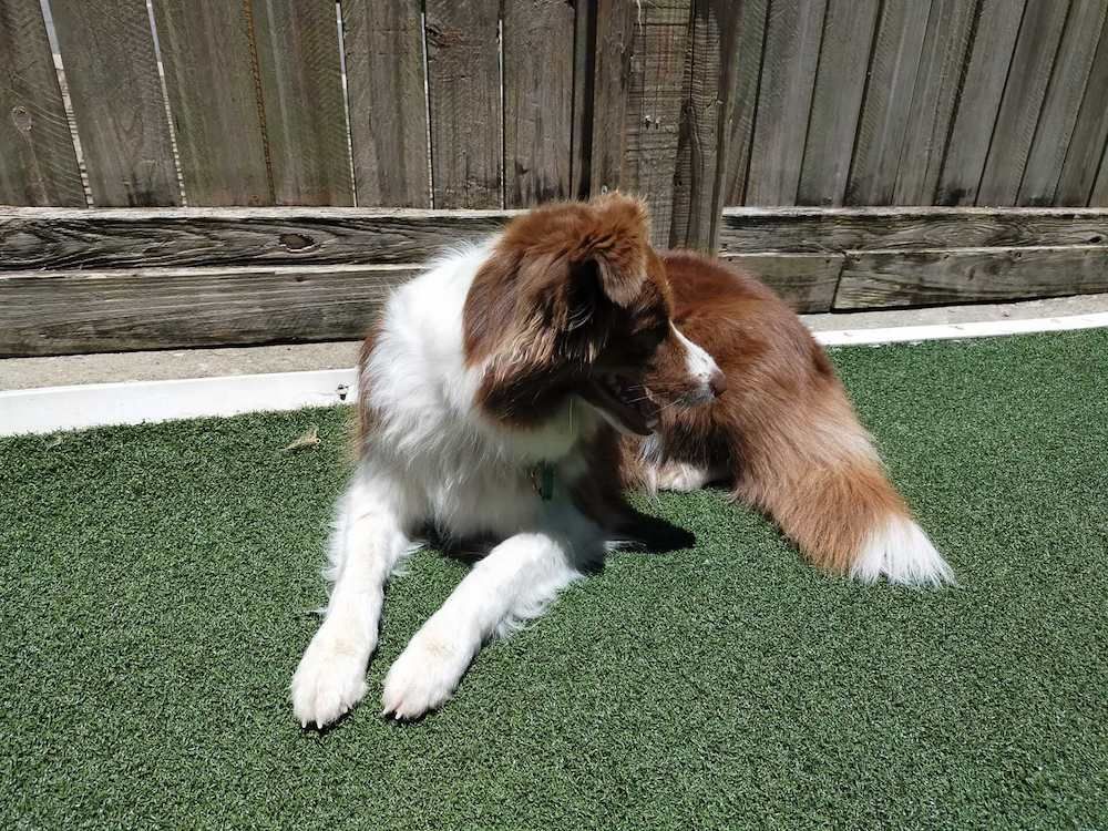 A Brown And White Dog Is Laying On The Grass In Front Of A Wooden Fence — Pupstars Daycare and Grooming In Cairns City, QLD