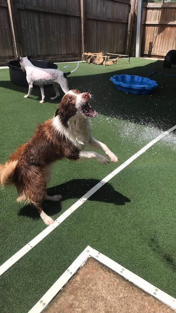 A Brown And White Dog Is Jumping In The Air On A Basketball Court — Pupstars Daycare and Grooming In Cairns City, QLD