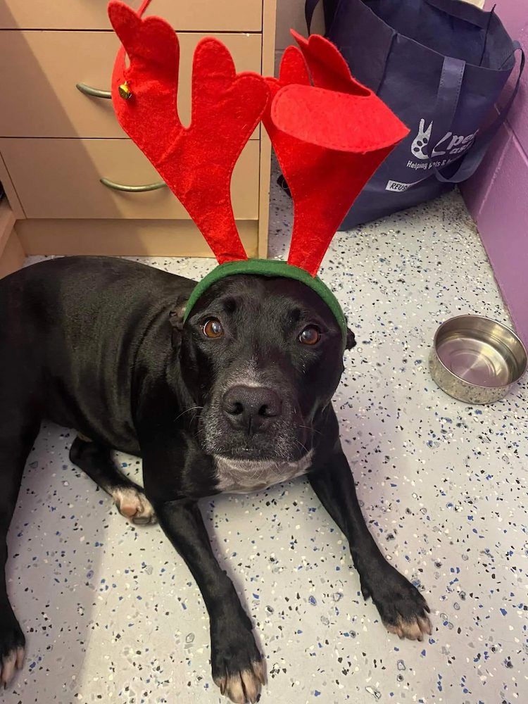 A Black Dog Wearing Reindeer Antlers Is Laying On The Floor — Pupstars Daycare and Grooming In Cairns City, QLD