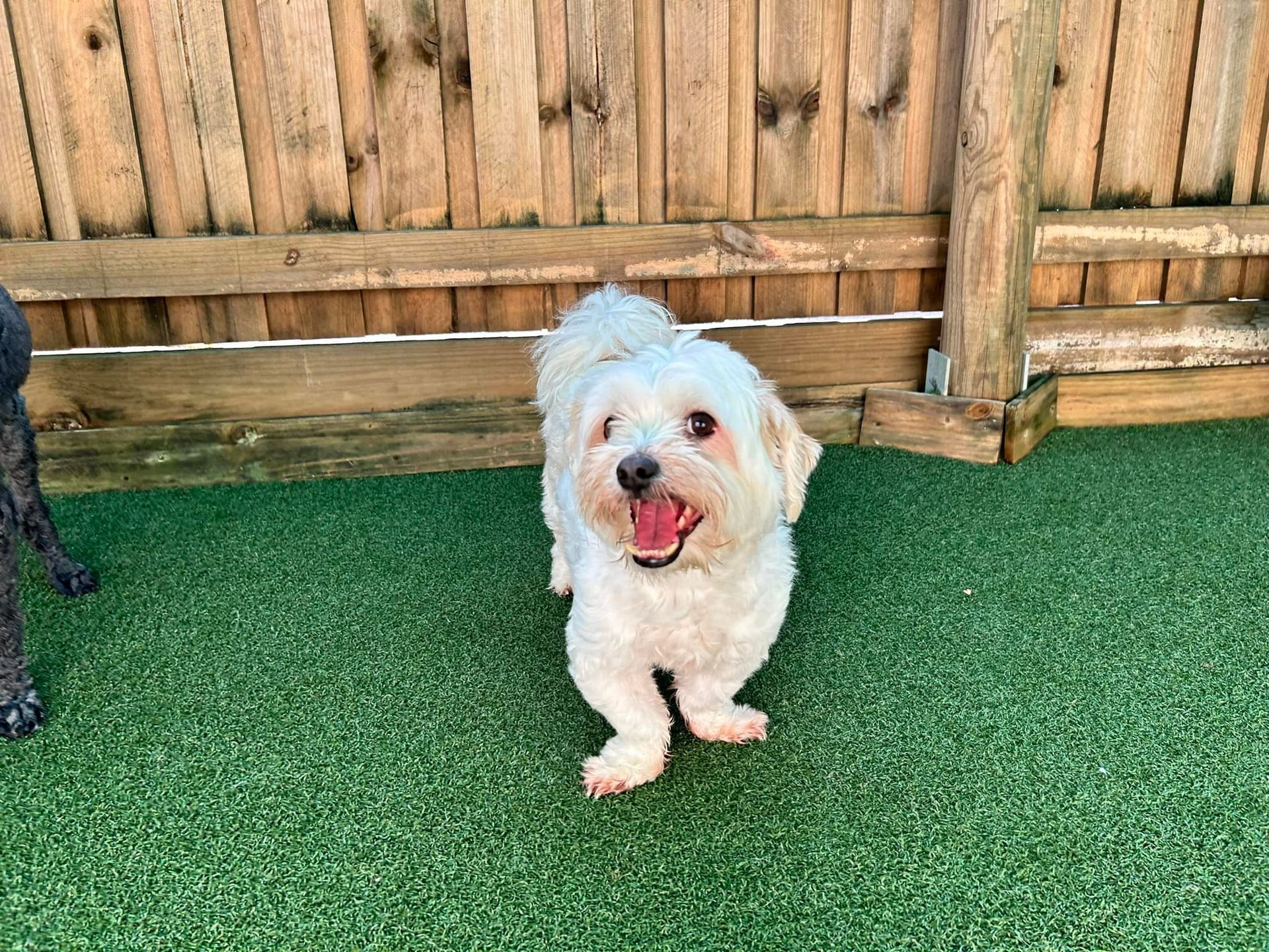 A Small Black And White Dog Is Sitting On A Table — Pupstars Daycare and Grooming In Trinity Beach, QLD