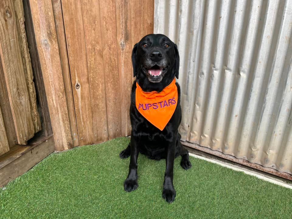A Small Dog Is Standing On An Orange Background — Pupstars Daycare and Grooming In Cairns City, QLD