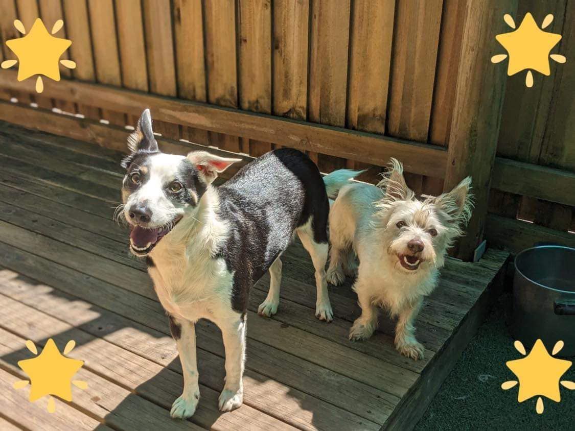Two Dogs Are Sleeping In A Plastic Crate — Pupstars Daycare and Grooming In Cairns City, QLD