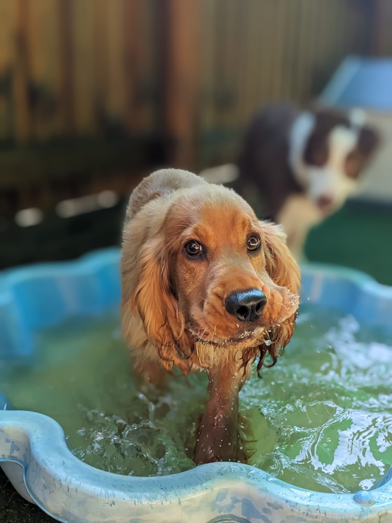 A Group Of Dogs Are Playing In A Yard With A Ball — Pupstars Daycare and Grooming In Port Douglas, QLD