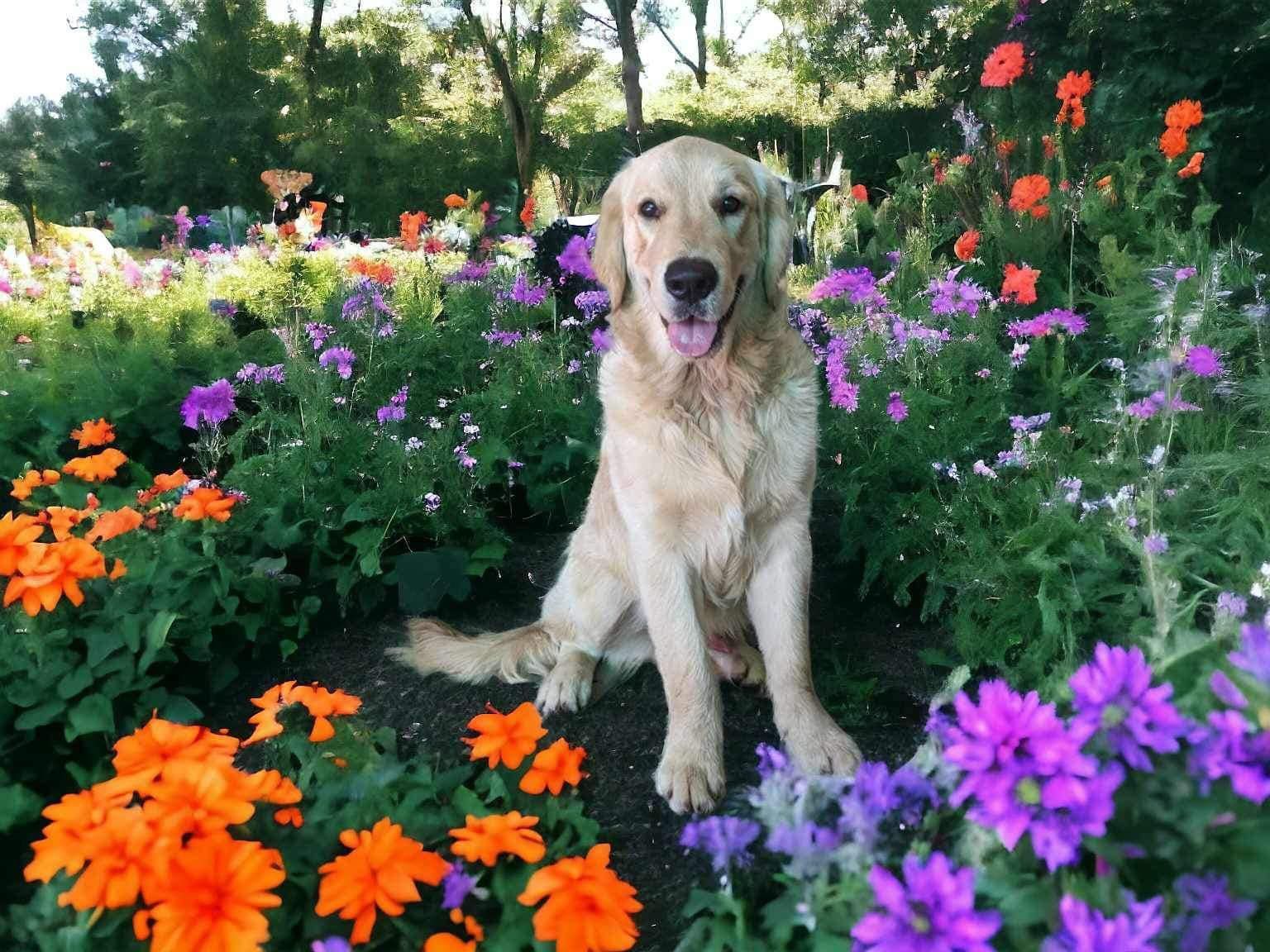 A Black Dog Is Sticking Its Head Out Of A Plant — Pupstars Daycare and Grooming In Cairns City, QLD
