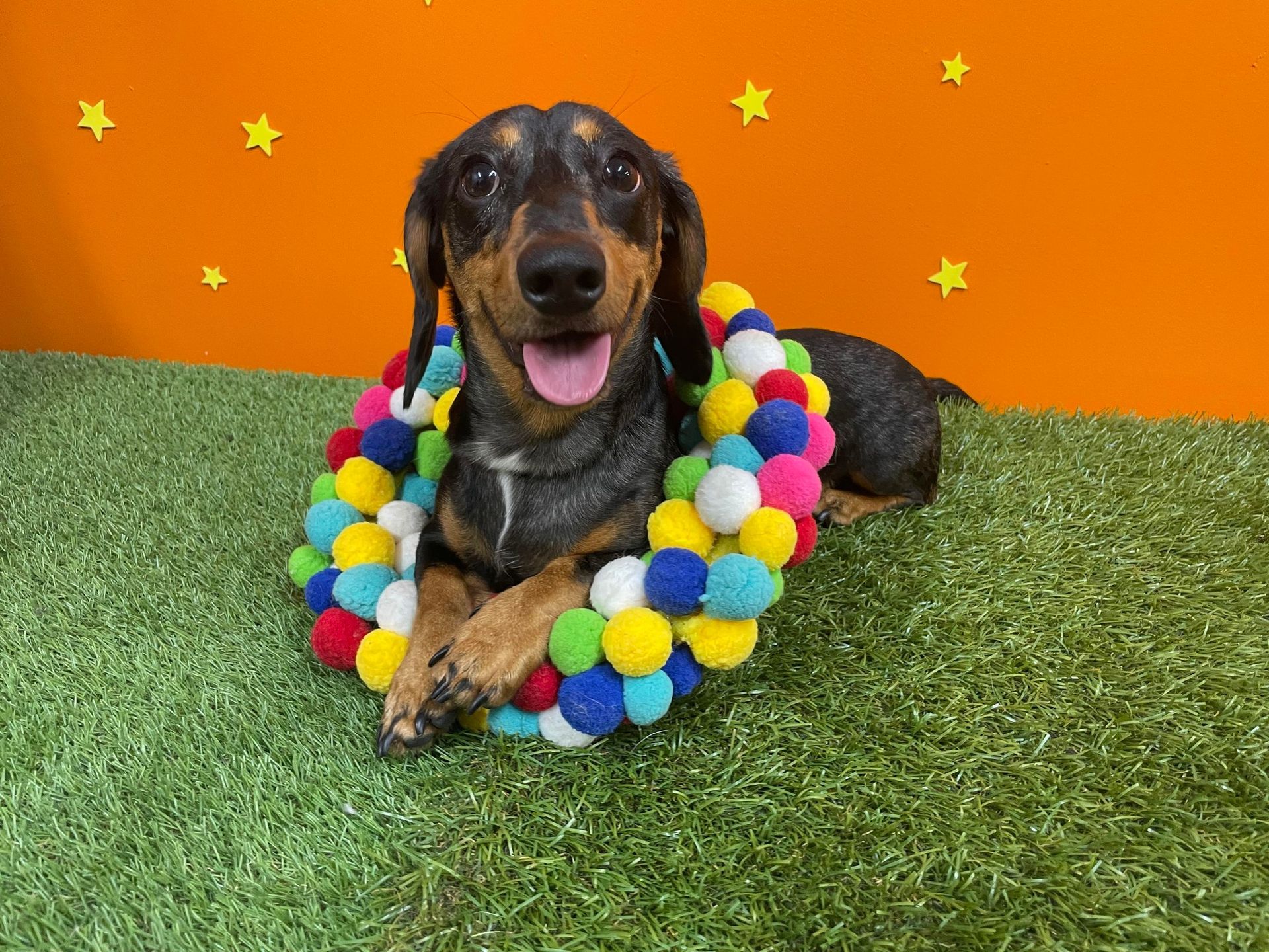 Two Puppies Are Sitting Next To Each Other On The Grass — Pupstars Daycare and Grooming In Cairns City, QLD