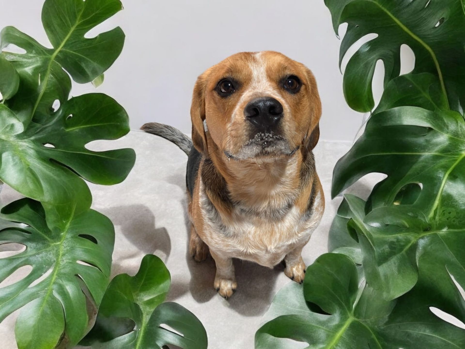 A Smiling Bulldog With Its Tongue Hanging Out — Pupstars Daycare and Grooming In Cairns City, QLD