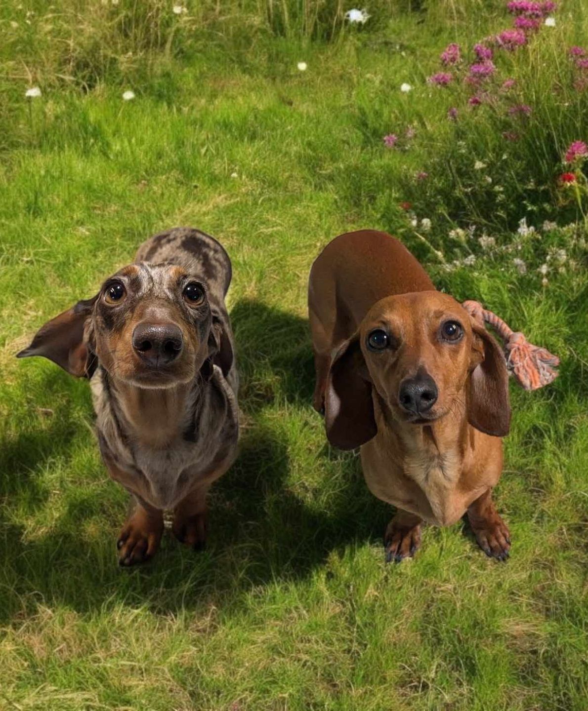 A Brown And White Dog With Its Mouth Open Standing Next To Another Dog — Pupstars Daycare and Grooming In Cairns City, QLD