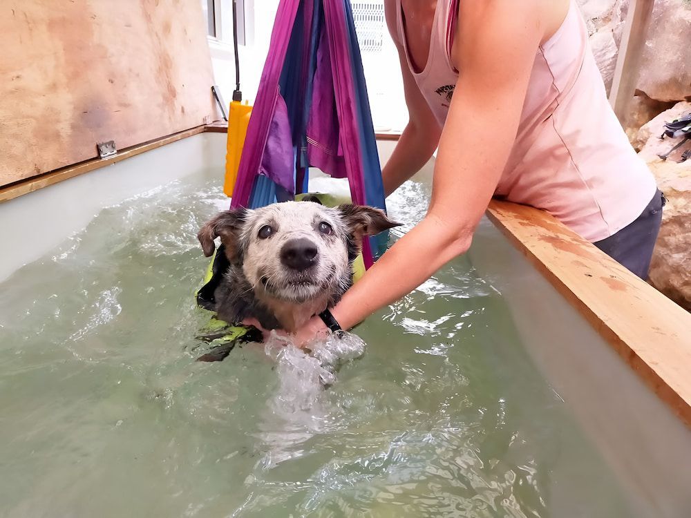 A Woman Is Holding A Dog In A Bathtub — Pupstars Daycare and Grooming In Cairns City, QLD