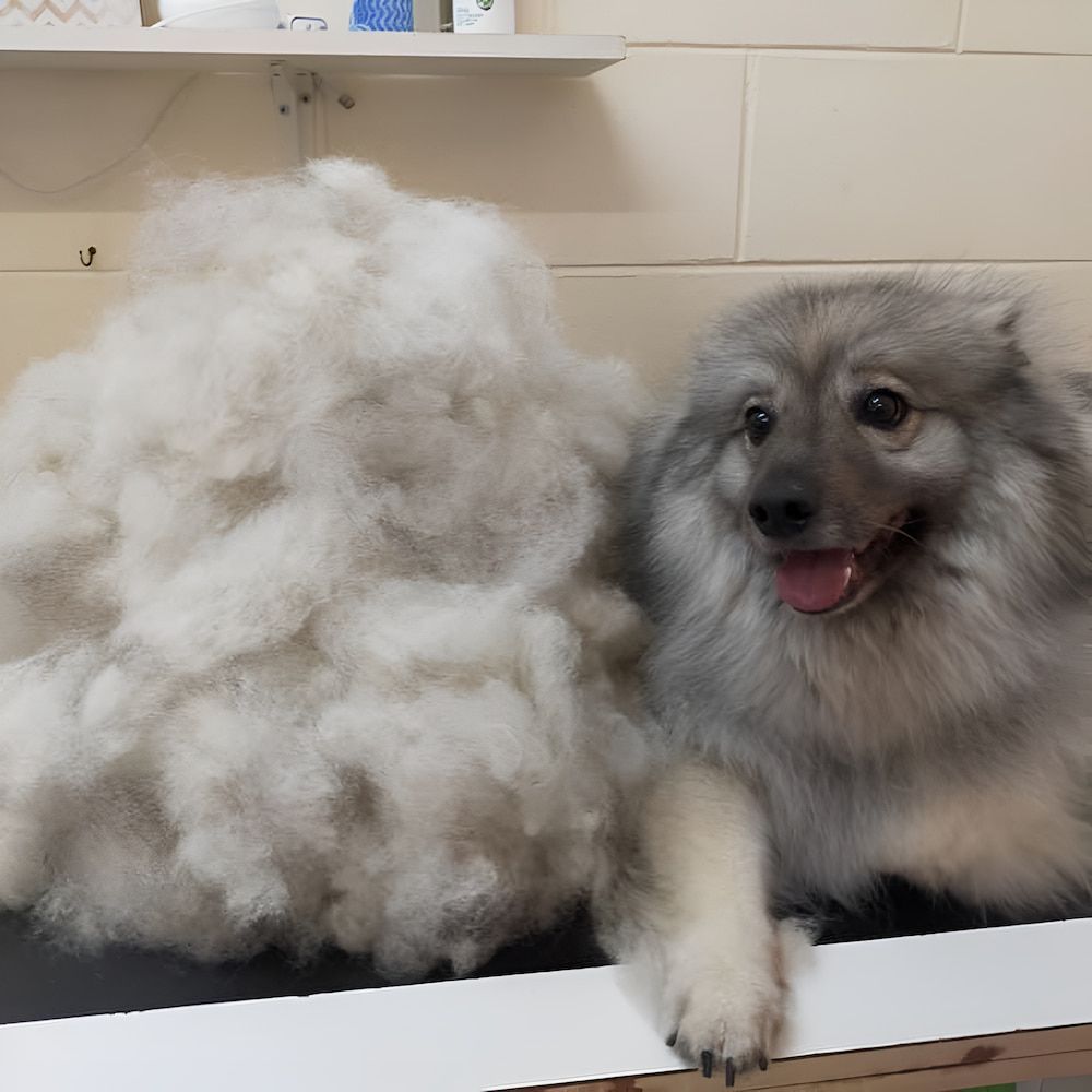 A Small Dog Is Sitting Next To A Pile Of Fur — Pupstars Daycare and Grooming In Cairns City, QLD