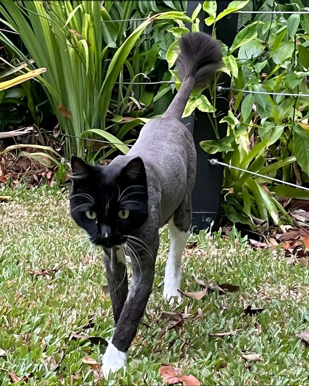 A Black And White Cat With A Shaved Tail Is Walking In The Grass — Pupstars Daycare and Grooming In Cairns City, QLD