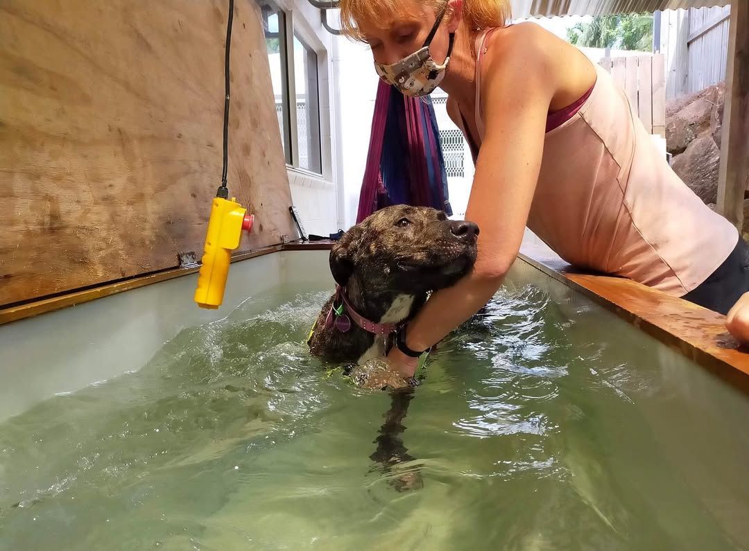 A Woman Is Holding A Dog In A Pool Of Water — Pupstars Daycare and Grooming In Cairns City, QLD