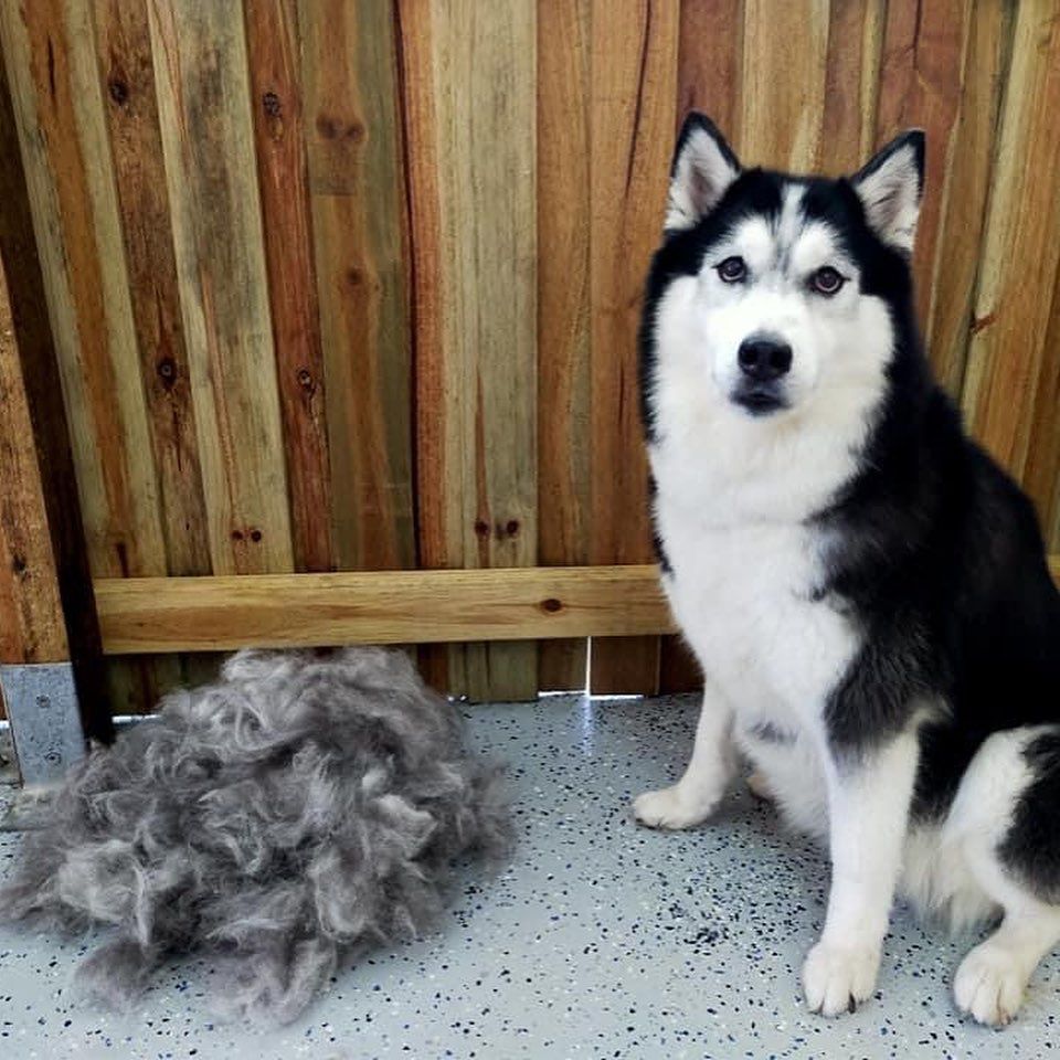 A Husky Dog Is Sitting Next To A Pile Of Fur — Pupstars Daycare and Grooming In Cairns City, QLD