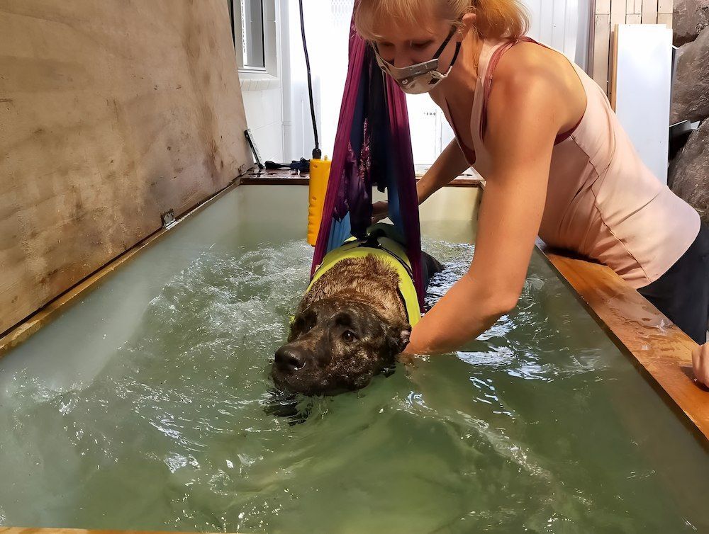 A Large Swimming Pool Is Surrounded By Chairs  — Pupstars Daycare and Grooming In Cairns City, QLD