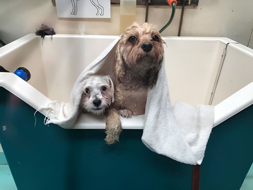 Two Dogs Are Sitting In A Bathtub With A Towel Over Them — Pupstars Daycare and Grooming In Cairns City, QLD