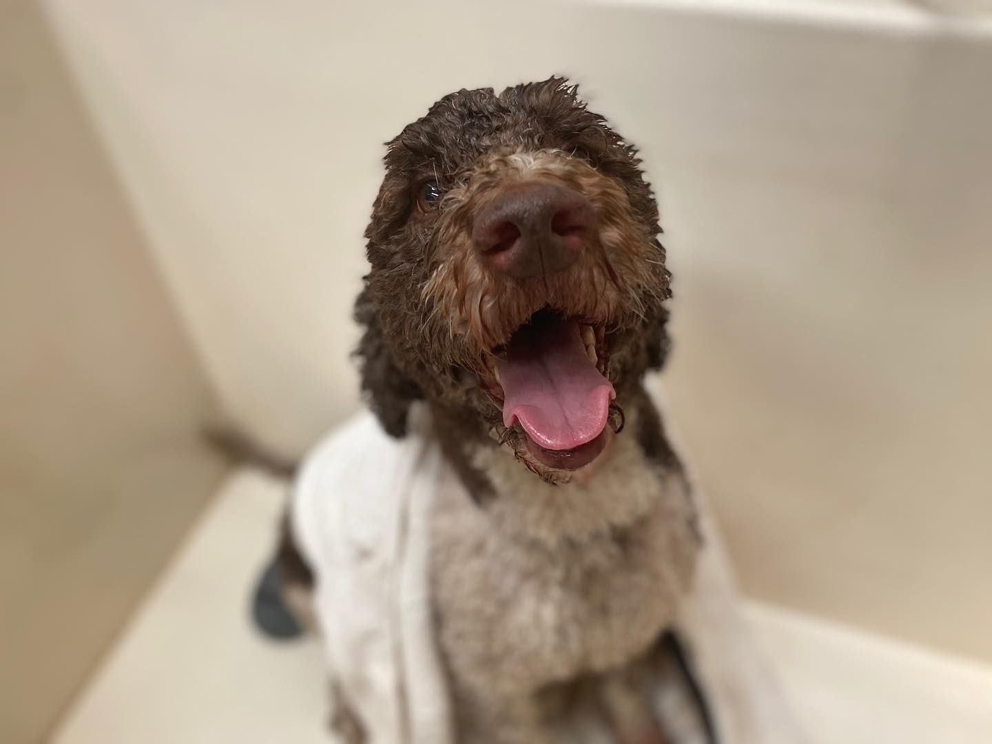 A Dog Is Sitting In A Bathtub With Its Tongue Hanging Out — Pupstars Daycare and Grooming In Mission Beach, QLD