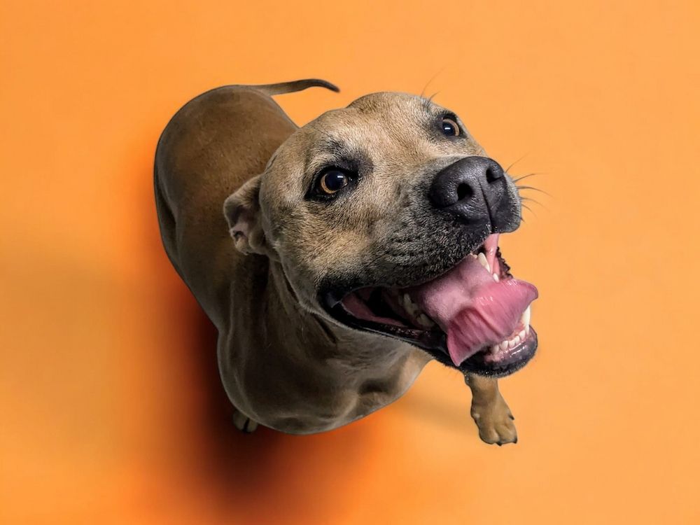 A Brown Dog Is Looking Up At The Camera With Its Tongue Hanging Out — Pupstars Daycare and Grooming In Cairns City, QLD