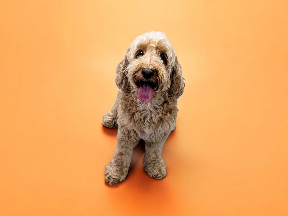 A Small Dog Is Sitting On An Orange Surface And Looking Up At The Camera — Pupstars Daycare and Grooming In Cairns, QLD