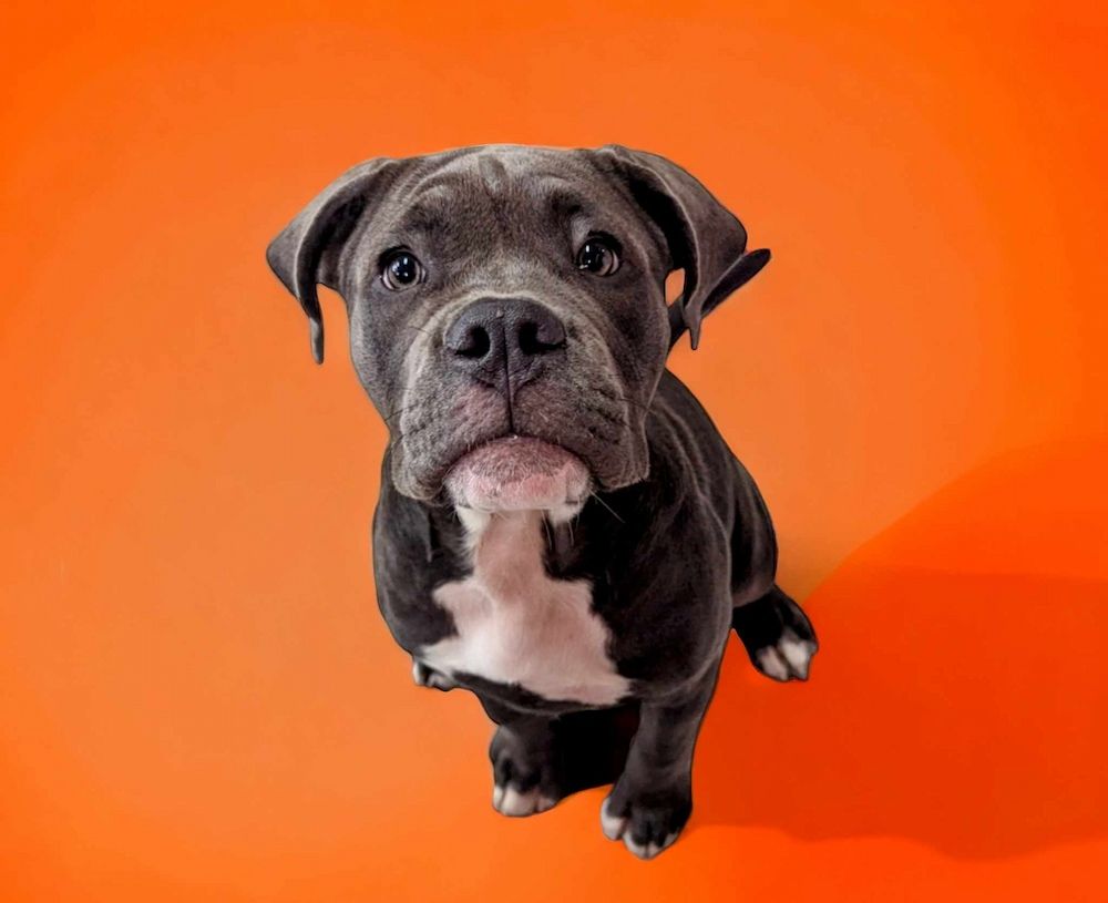 A Black And White Dog Is Sitting On An Orange Background — Pupstars Daycare and Grooming In Cairns, QLD