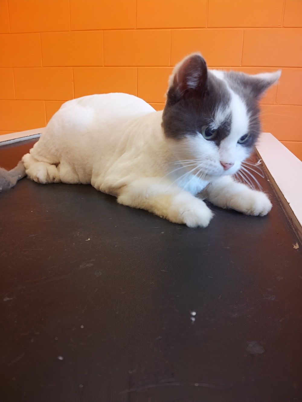 A White And Gray Cat Is Laying On A Black Table — Pupstars Daycare and Grooming In Cairns City, QLD