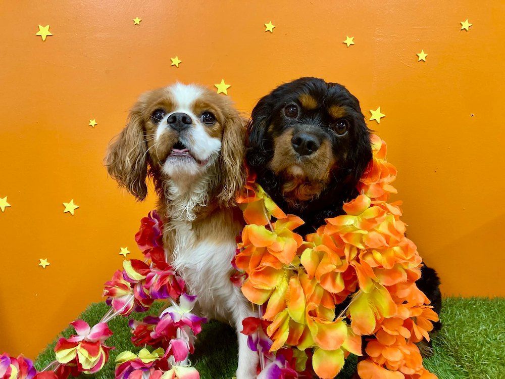 Two Dogs Wearing Lei 's Are Sitting Next To Each Other On The Grass — Pupstars Daycare and Grooming In Portsmith, QLD