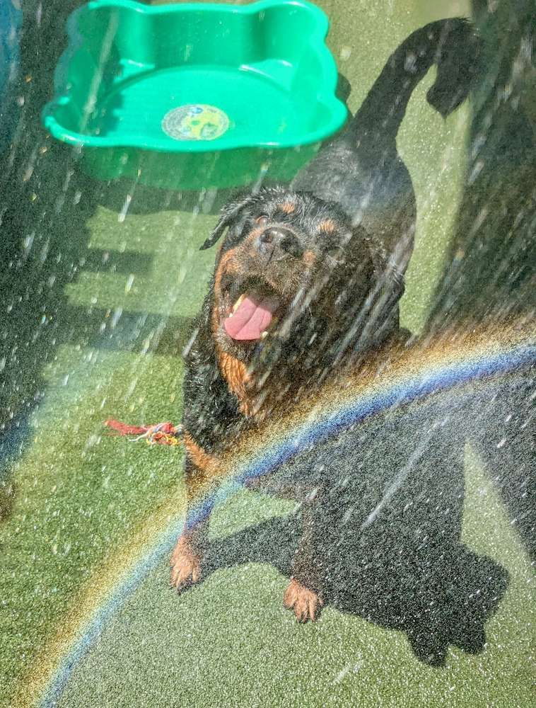 A Dog Is Playing In A Sprinkler With A Rainbow In The Background — Pupstars Daycare and Grooming In Portsmith, QLD
