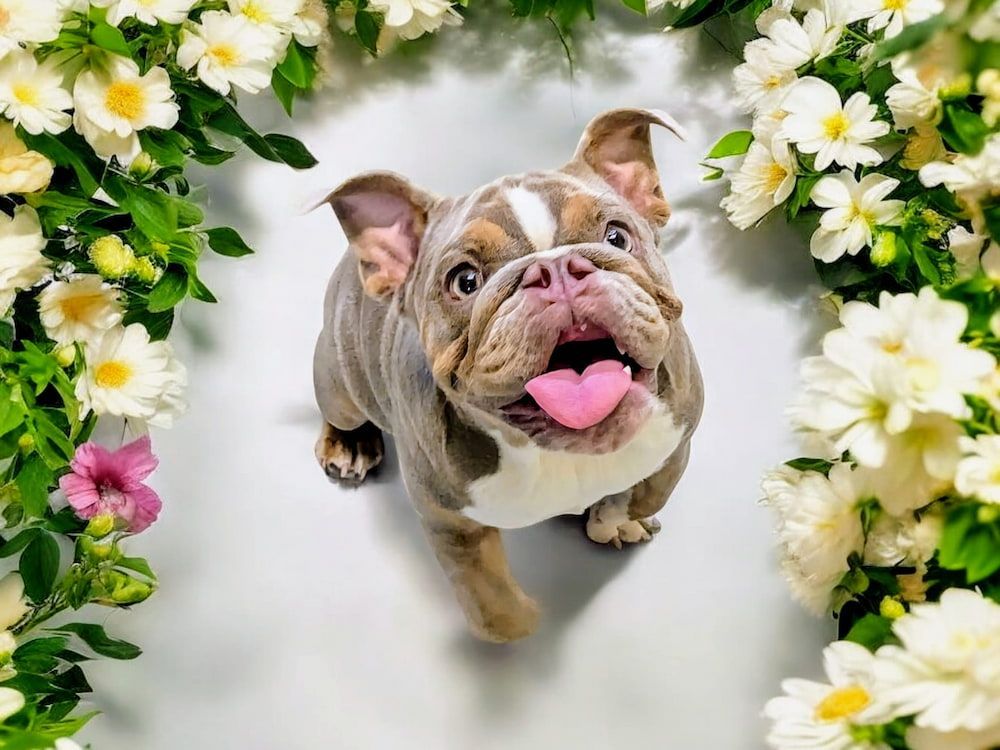 A Bulldog With Its Tongue Out Is Surrounded By Flowers — Pupstars Daycare and Grooming In Trinity Beach, QLD