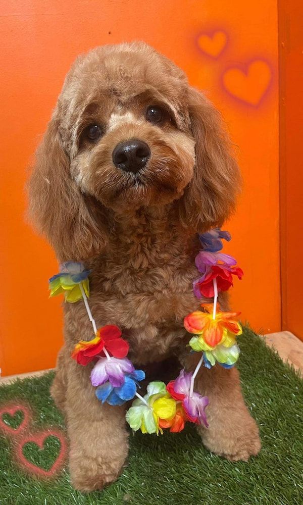 A Brown Poodle Wearing A Lei Of Flowers Is Sitting On The Grass — Pupstars Daycare and Grooming In Mission Beach, QLD