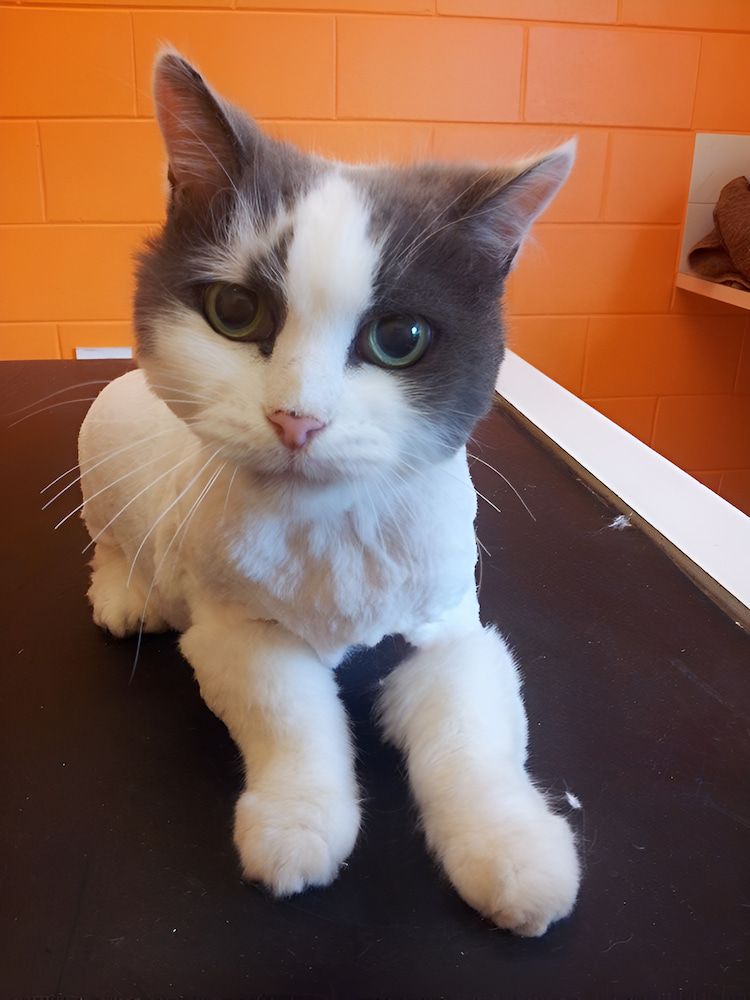 A Gray And White Cat Is Laying On A Table — Pupstars Daycare and Grooming In Gordonvale, QLD