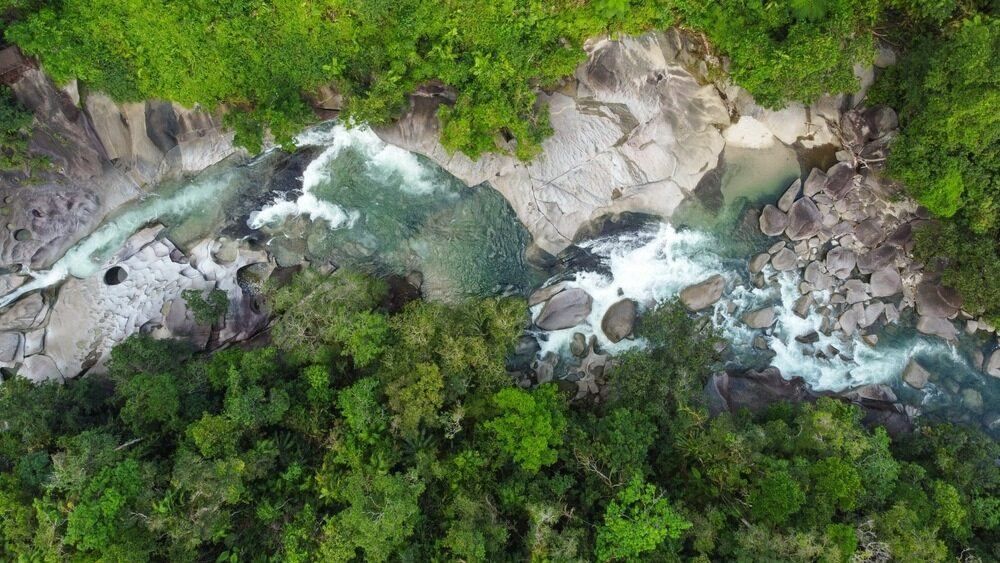 An Aerial View Of A River Flowing Through A Lush Green Forest — Pupstars Daycare and Grooming In Portsmith, QLD