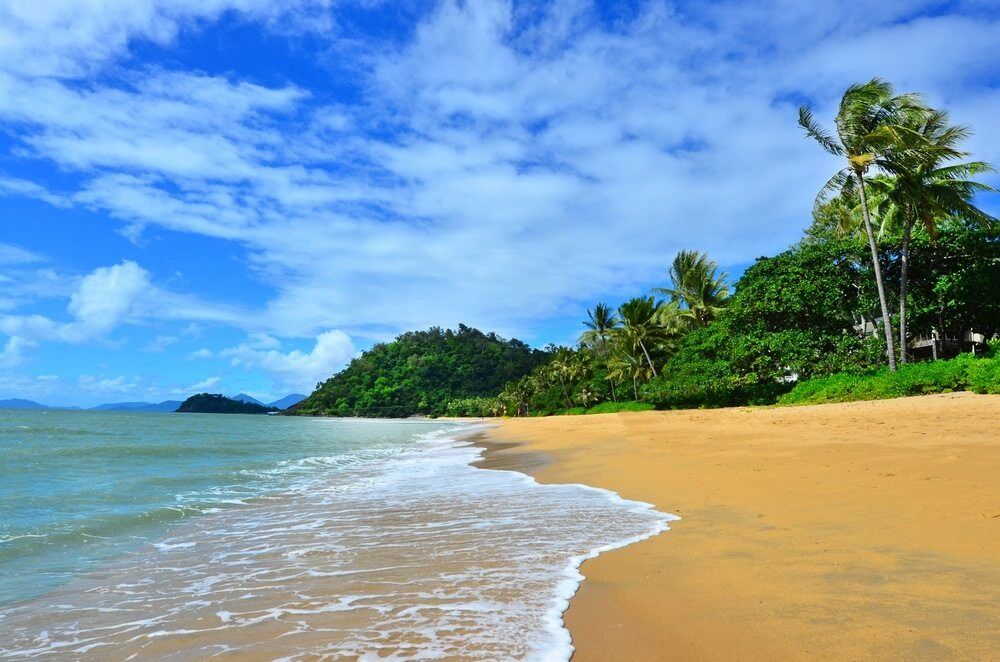 A Tropical Beach With Palm Trees And A Blue Sky — Pupstars Daycare and Grooming In Trinity Beach, QLD