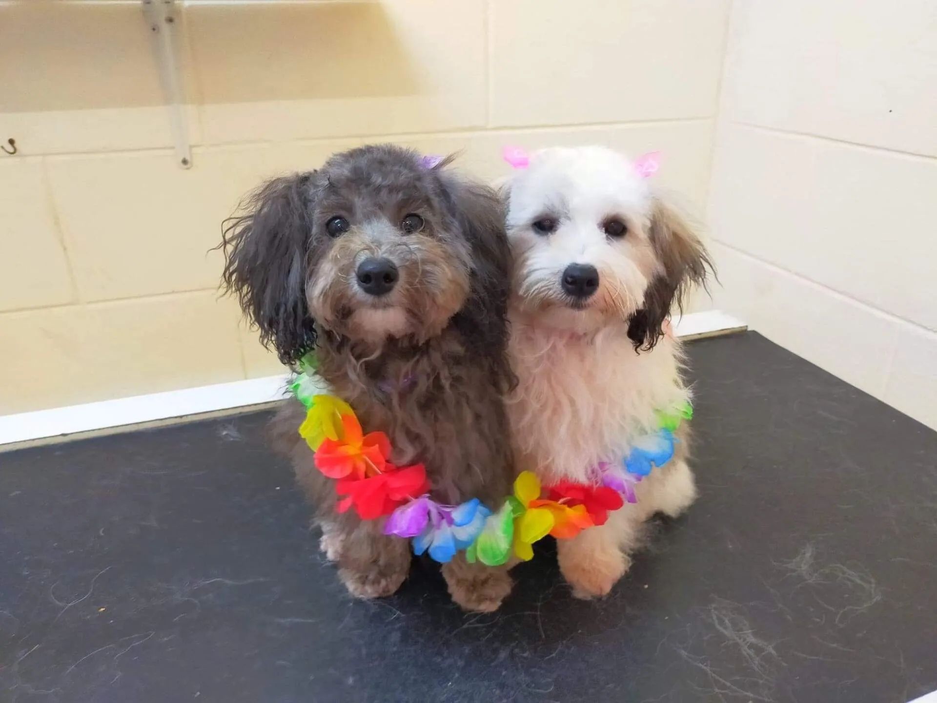 4 Black Puppies and 1 Puppy in a Red Trolley - Pupstars Daycare and Grooming In Cairns City, QLD