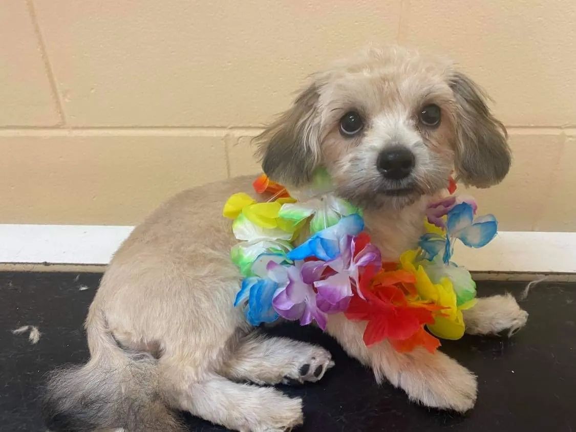 A Small Dog Is Wearing A Lei Around Its Neck — Pupstars Daycare and Grooming In Cairns City, QLD