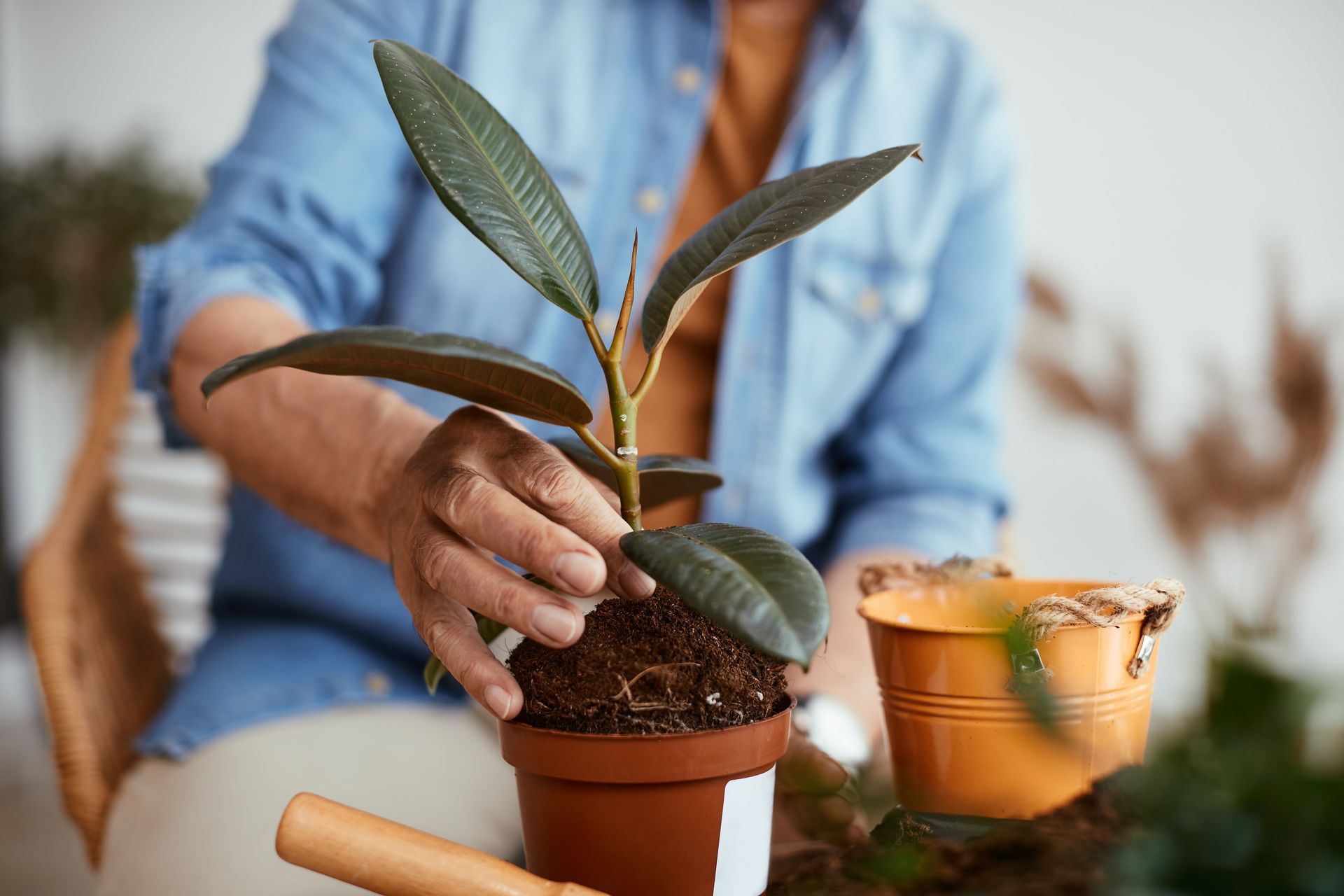 a person is planting a plant in a pot .