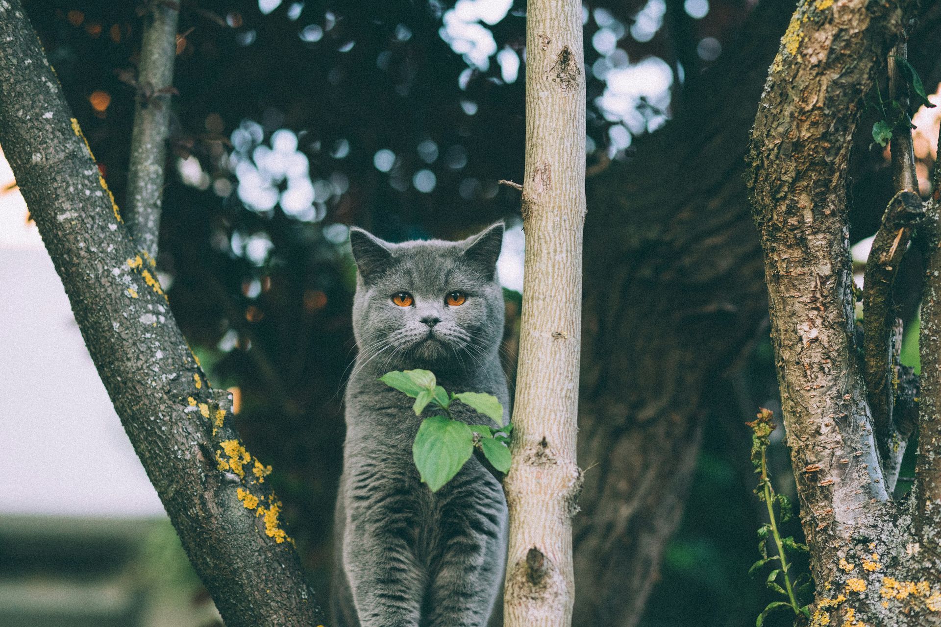 a grey cat is sitting on a tree branch looking at the camera .