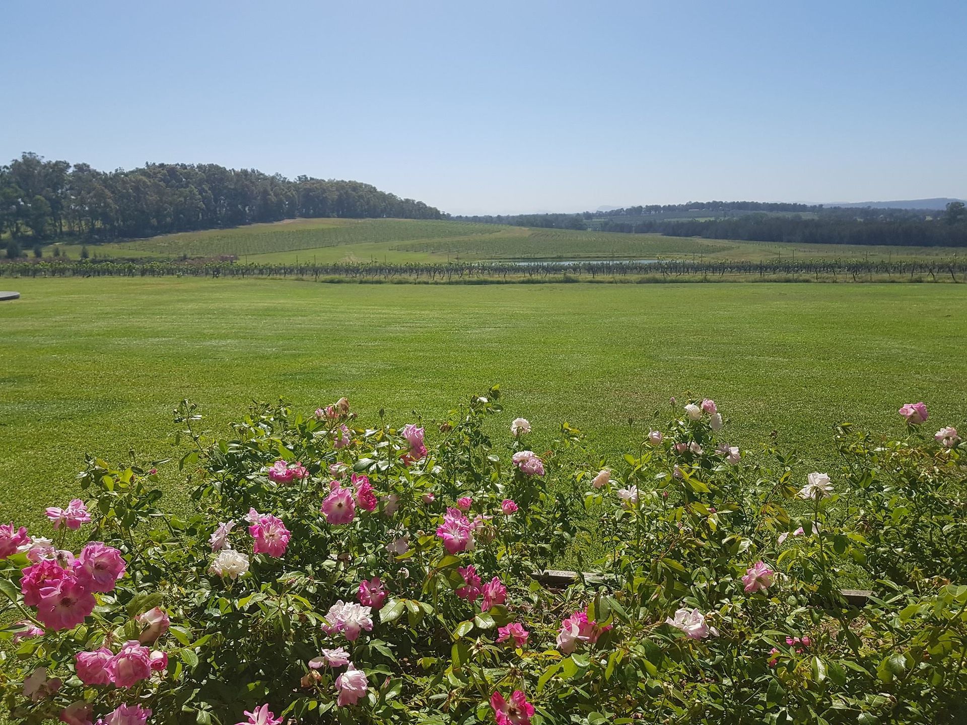 Lawn Mower Machine On A Green Lawn — Gardeners In Pokolbin, NSW