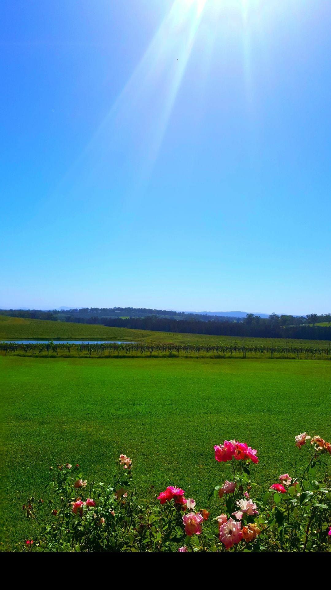 vineyard with Mowed Grass — Gardeners In Pokolbin, NSW