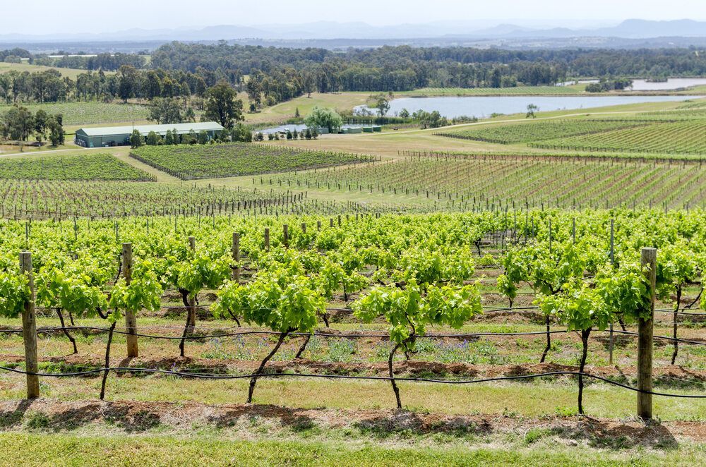 vineyard Paterson — Gardeners In Paterson, NSW