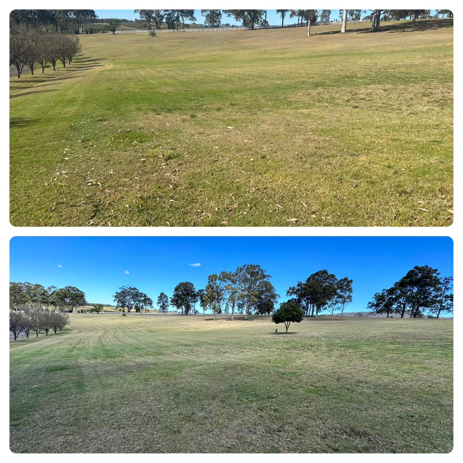 vineyard— Gardeners In Branxton, NSW