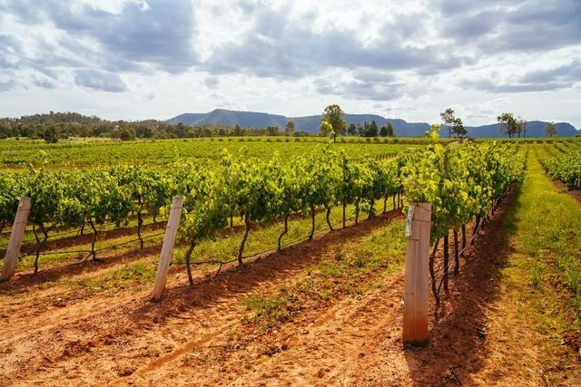 Vineyards In The Branxton — Gardeners In Branxton, NSW