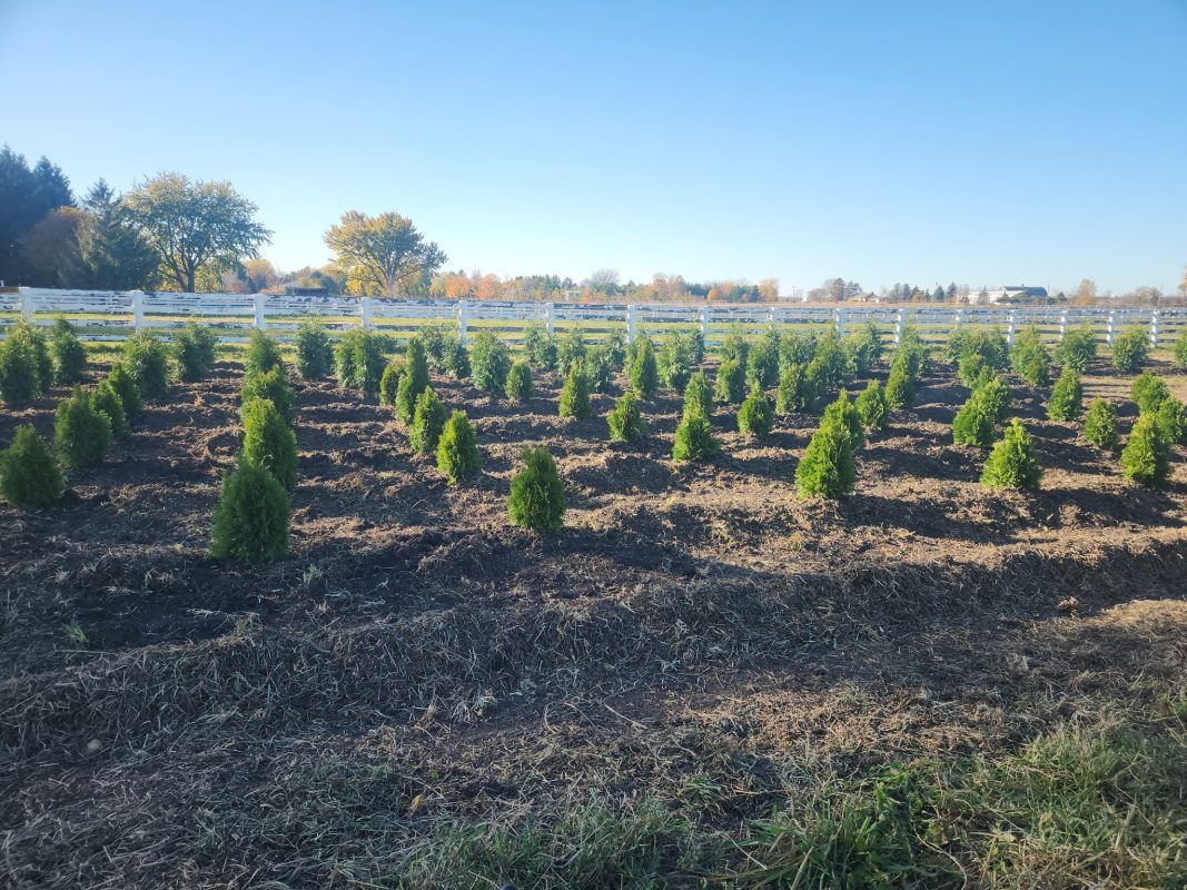 Rows of young evergreen trees in a field, under a blue sky, behind a white fence.