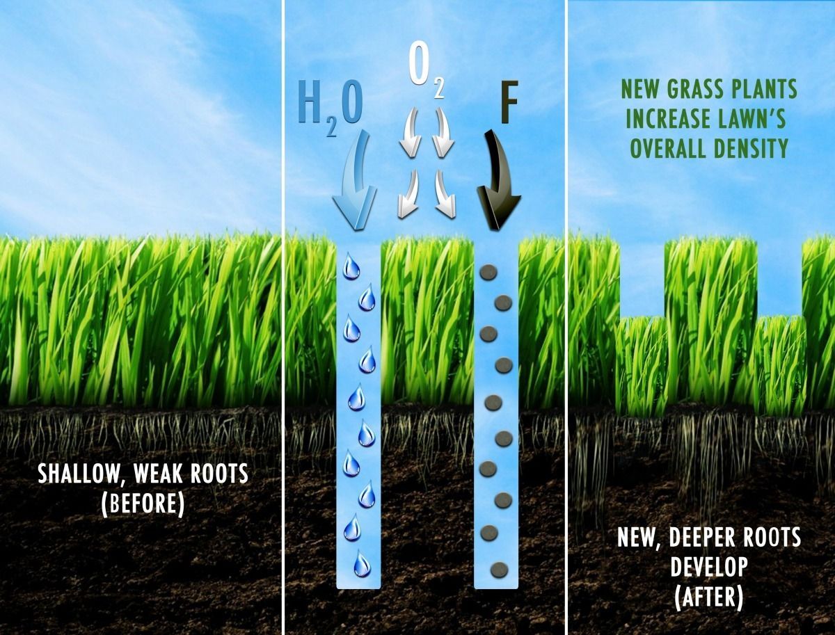 Diagram showing shallow grass roots improving to deeper roots after treatment.