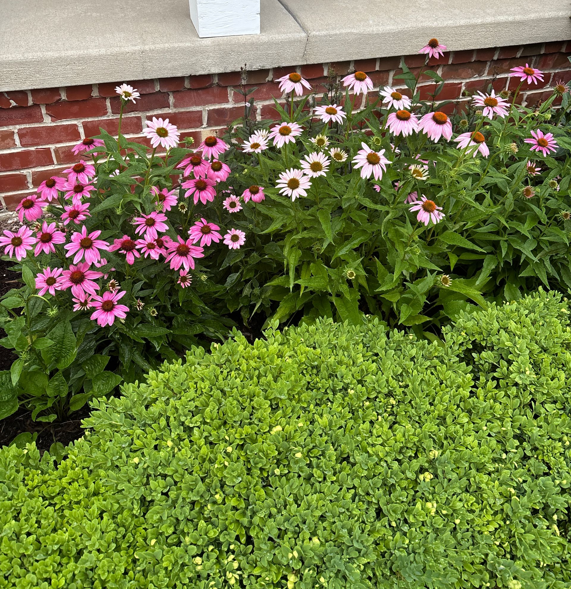 House with landscaping: Green siding, stone accents, dark roof, dark mulch bed, grass lawn.