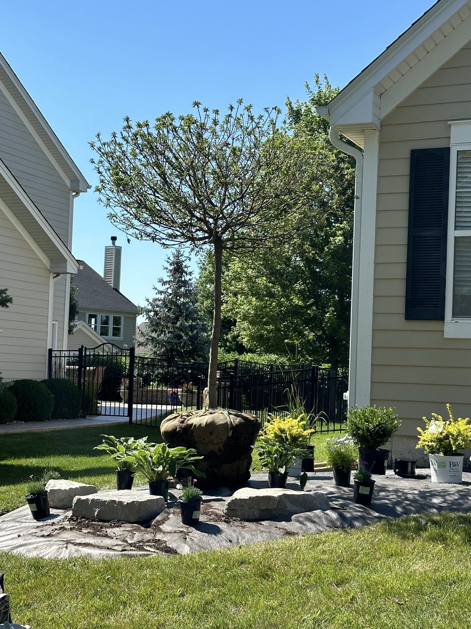 Lawn with tree, landscaping with plants and rocks, and beige houses on a sunny day.