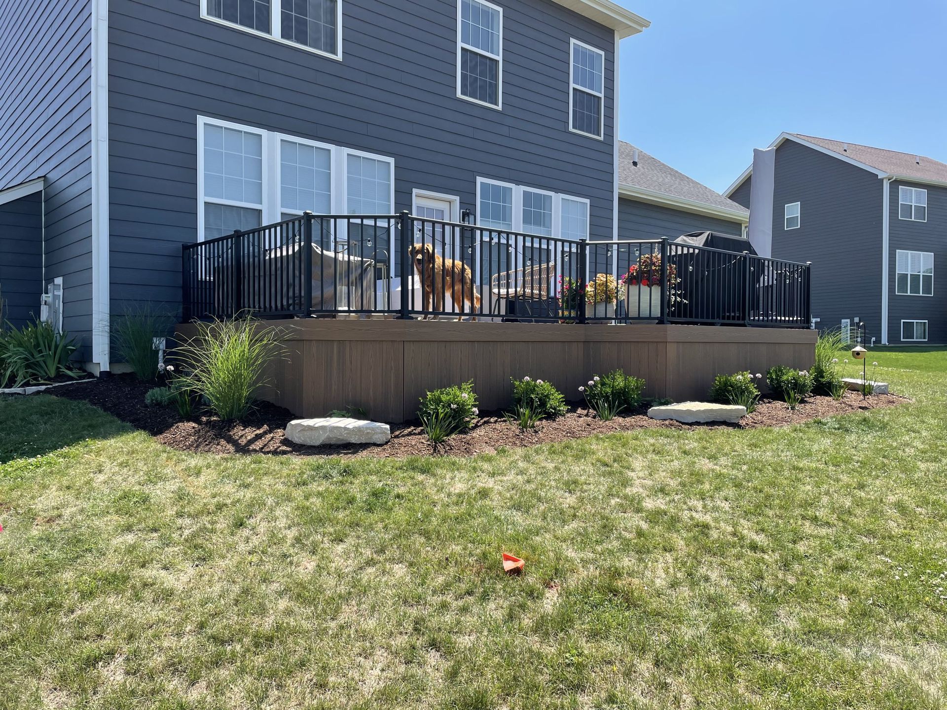Backyard deck with black railing and grill, a brown dog, and grass lawn.