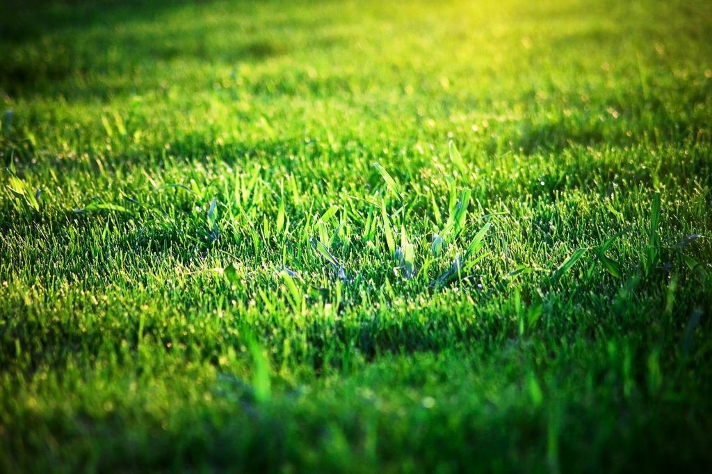 Close-up of vibrant green grass, illuminated by sunlight.