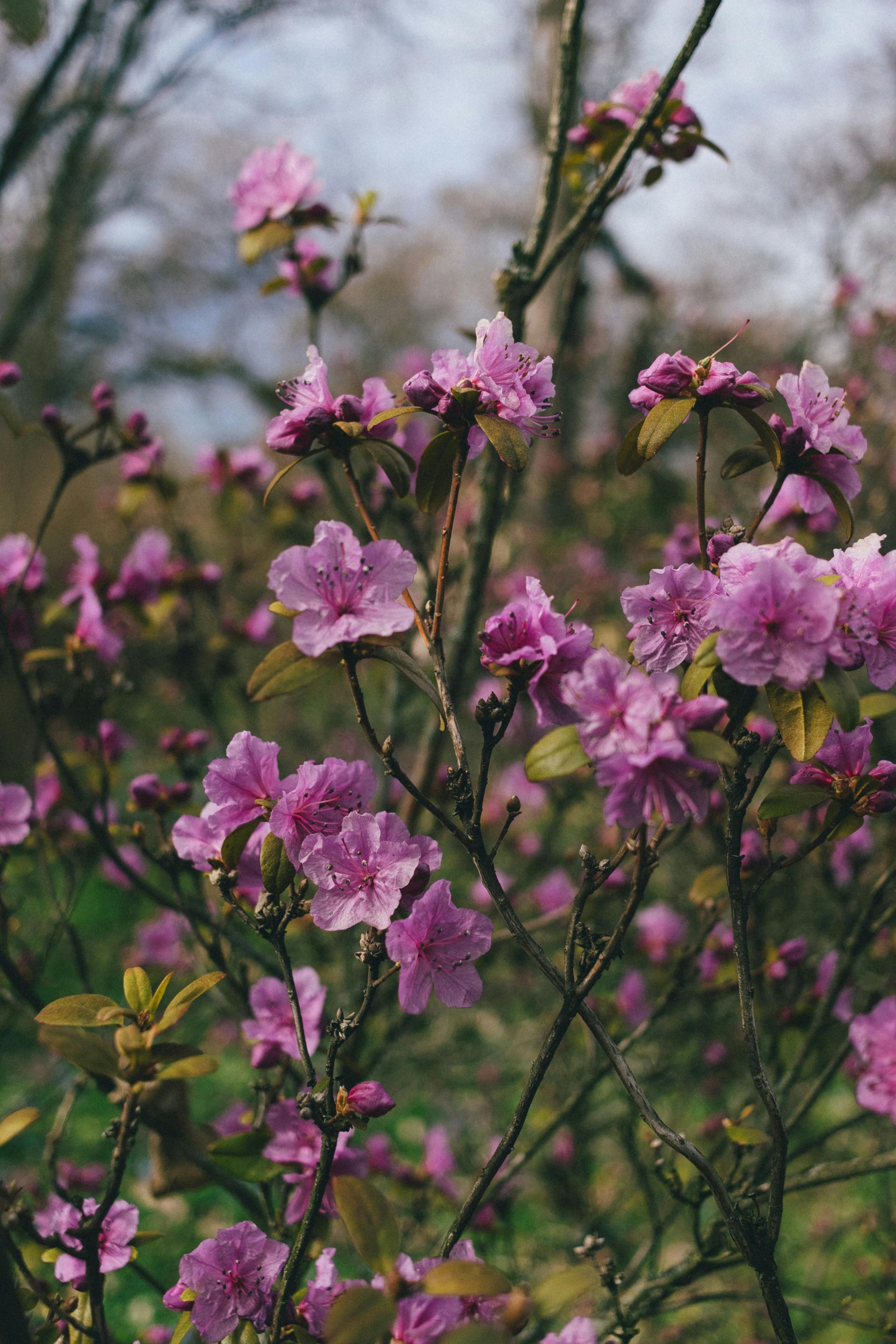Pink azalea bush with multiple flowers and green leaves, growing outdoors.